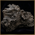 Agarwood