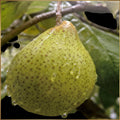 Goose Pear