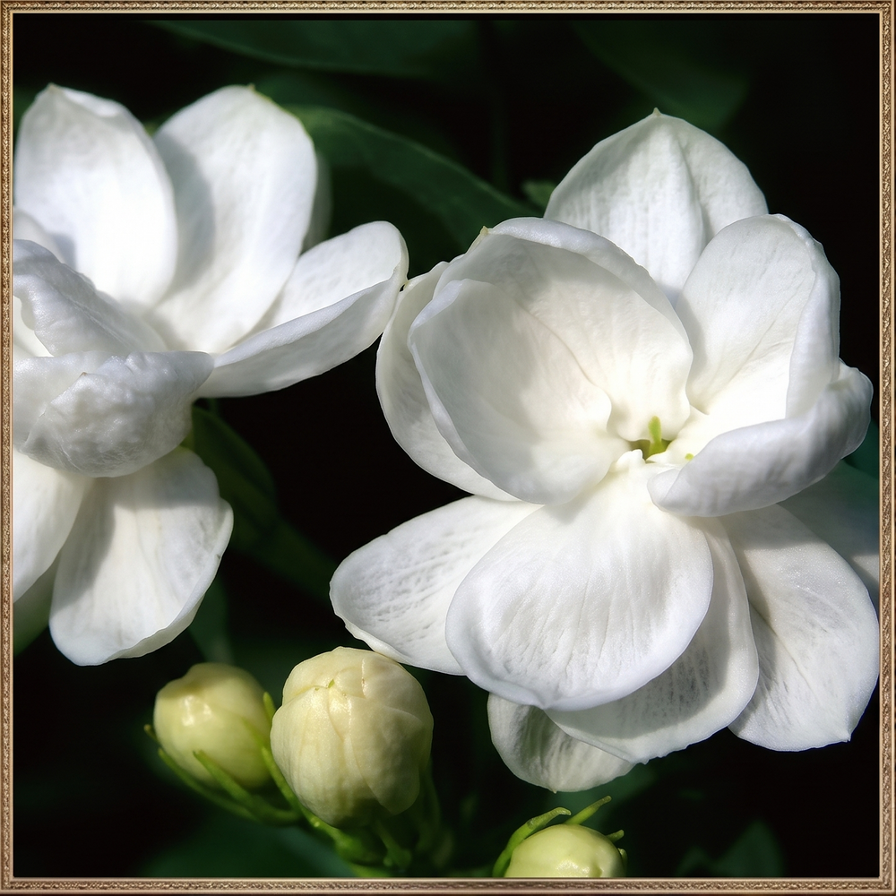 Jasmine