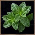 Peppermint